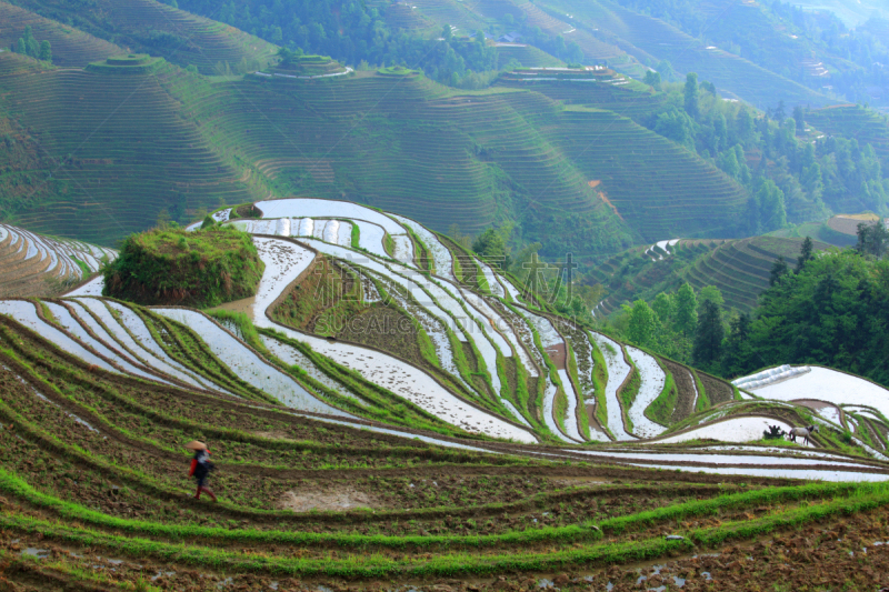 梯田,家畜,龙脊梯田,龙胜,竹林,桂林,水平画幅,高视角,雪,户外