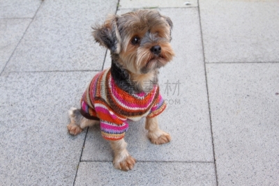 华丽的,街道,狗,衣服,粉红色,纯种犬,土耳其,散步,坐