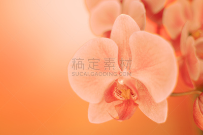 close up soft focus orchid flower in neon light, copy space, trend 2020 color lush lava