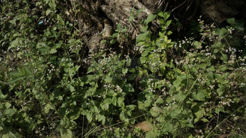 灌木,野生植物,园林,清新,泰国,仅一朵花,公园,枝繁叶茂,草,色彩鲜艳