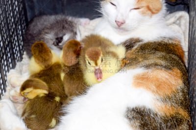 野生猫科动物,小鸭子,母亲,欢迎标志,欧弗,盒子,维格利球场,哺乳纲,青年人,毛绒绒