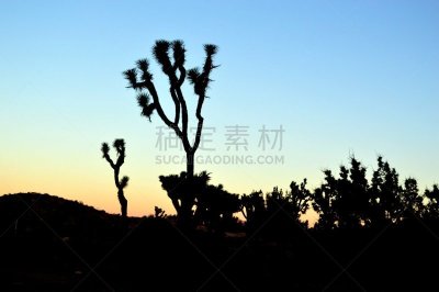 约书亚树,露天咖啡馆,南加利福尼亚,黄昏,加利福尼亚,丝兰,自然美,日落大道,沙漠,植物