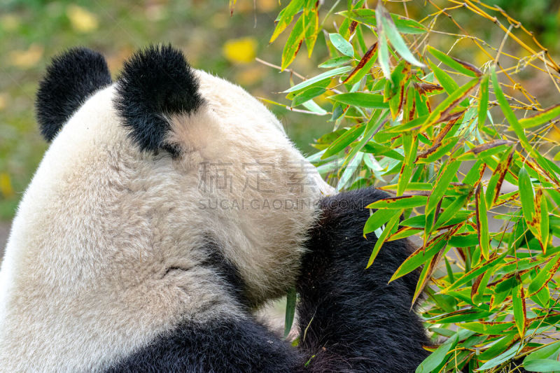 竹,熊猫,可爱的,自然,濒危物种,动物园,野生动物,奥地利,背面视角,图像