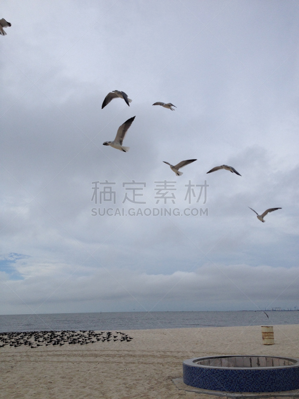 海洋,海滩,沙子,大群动物,密西西比州,风景,垂直画幅,水,天空,美国