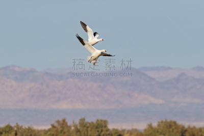 雪雁,鸟类,沙顿海,沙漠,户外,沙子,动物身体部位,干的,人的眼睛,白色