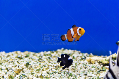 鱼类,水族馆,海洋,华丽的,一个物体,热带气候,野生动物,橙色,一只动物,食盐