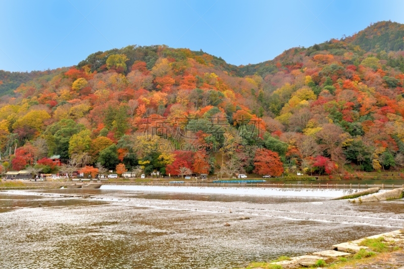 京都府,岚山,日本,秋叶色,居住区,大井河,京都市,植物,河流,嵯峨野