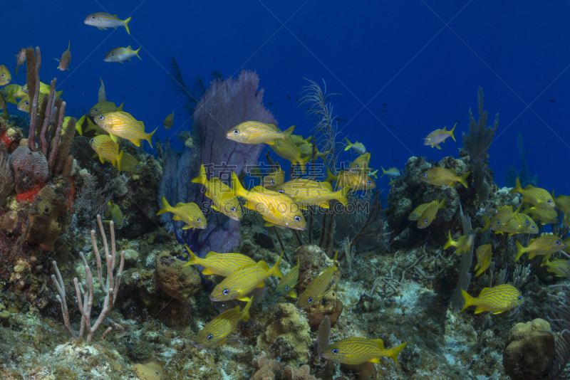 加勒比海地区,法国鲈,海洋生命,热带气候,环境,野生动物,开曼群岛,小卡曼岛