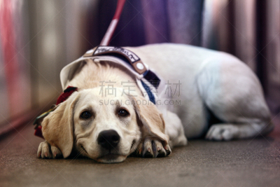 拉布拉多犬,白色,可爱的,动物主题,纯种犬,狗链,肖像,地板,腿,狗