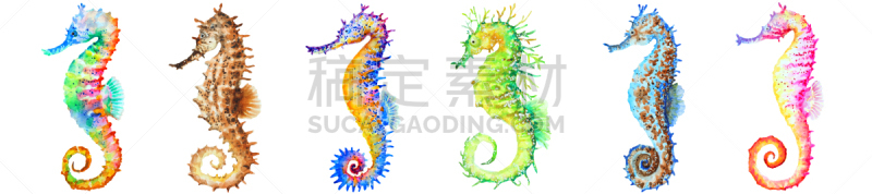 多色的,组物体,白色背景,全景,海马,水彩画