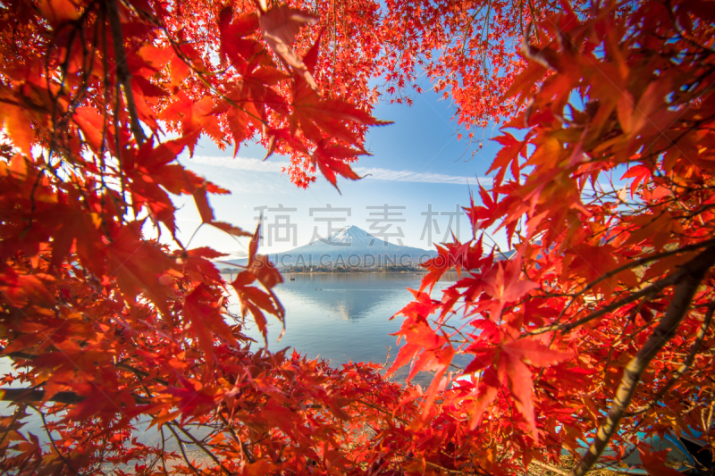 早晨,湖,秋天,日本,富士山,季节,富士河口湖,水,雪,曙暮光