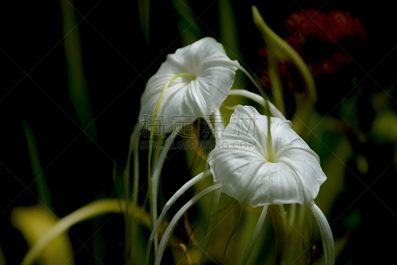 蜘蛛百合,黑色,白色,背景,两个物体,清新,春天,植物,夏天,自然