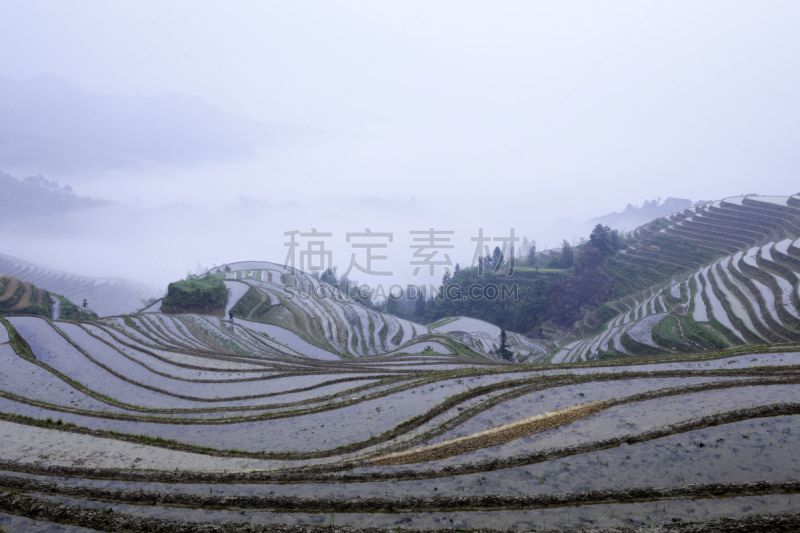 稻田,泉,龙脊梯田,龙胜,桂林,水平画幅,无人,户外,水稻梯田,田地