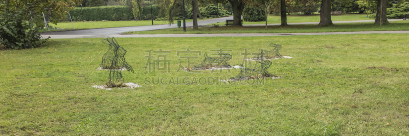 草坪,兔子,金属丝,野兔,植物群,波兰,公园,枝繁叶茂,草,霍茹夫