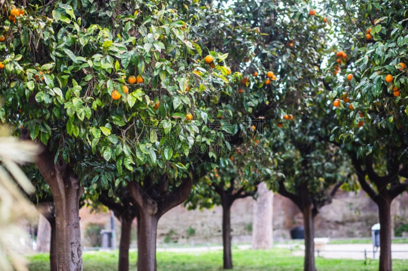 View of Savello Park in Rome, the Orange Garden, in italian: guardino degli Aranci, an urban park located on the Aventine Hill, Rome, Italy