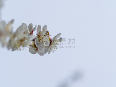 梅花,仅一朵花,自然美,梅子,春天,深红色海葵,花的组成部分,植物,天空,日本