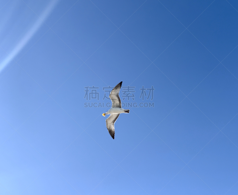 鸟类,食品,海滩,草坪,枝繁叶茂,动物,罗德岱堡,捕手手套,户外,鱼类