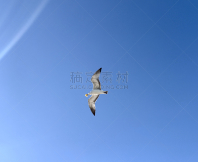 鸟类,食品,海滩,草坪,枝繁叶茂,动物,罗德岱堡,捕手手套,户外,鱼类