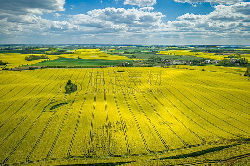 蓝色,田地,波兰,黄色,油菜花,天空,宏伟,在上面,农业,气候