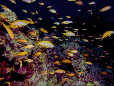 红海,安提亚鱼 ,lyretail anthias,金色,深的,运动,海洋生命,多样,野生动物,环境