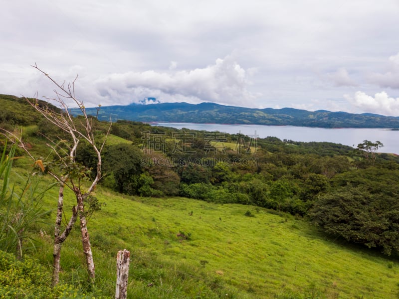 枝繁叶茂,阿雷纳尔湖,哥斯达黎加,山,徒步旅行,植物群,北,农业,在活动中,气候