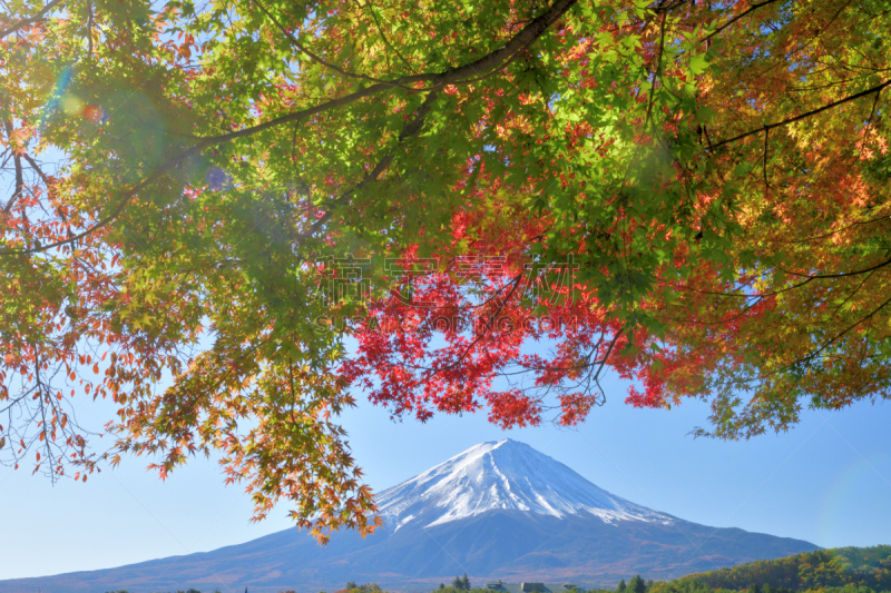 富士山,日本,河口湖,秋叶色,看风景,雪山,世界遗产,植物,枫树,户外