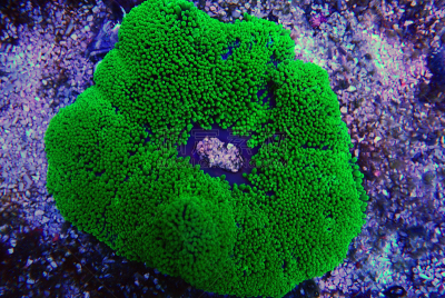 地毯海葵,地毯,绿色,海葵,农业,深的,野生动物,环境,视力,环境保护