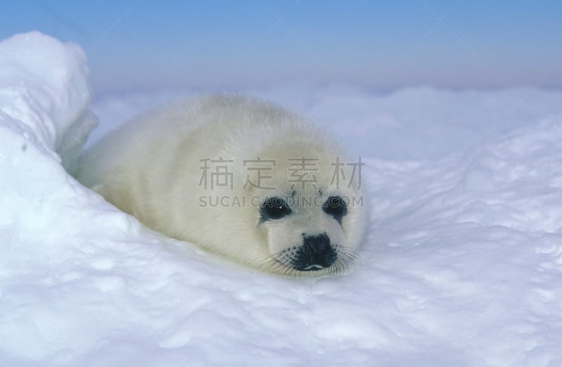 格陵兰海豹,可爱的,寒冷,野生动物,雪,加拿大,哺乳纲,魁北克,动物,冰