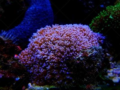 巨大的,动物毛发,蘑菇,生物学,深的,湿,触须,野生动物,环境,环境保护