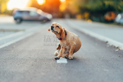 狗,路,沥青,肖像,蜱,动物,动物习性,寄生的,全身像