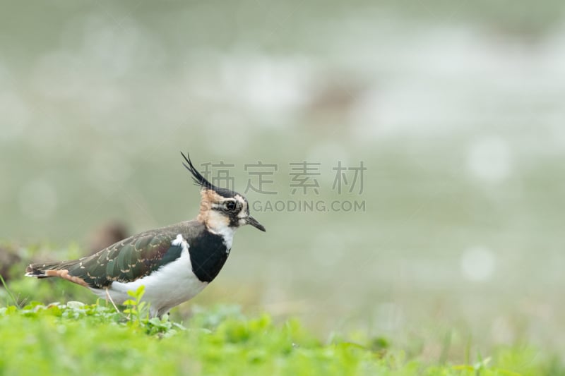 麦鸡亚科,草地,北,动物的冠,防水长靴,野生动物,环境,环境保护,草,生物