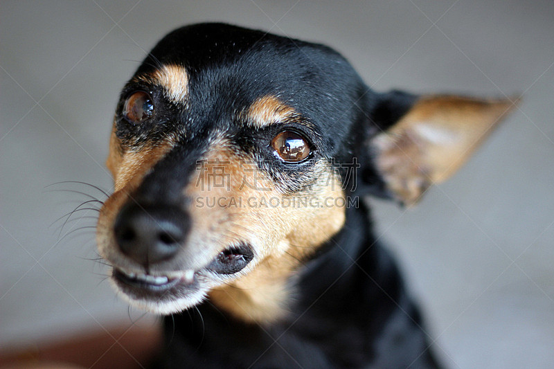 可爱的 猫 白色背景 纯种犬 背景分离 肖像 狗 哺乳纲 猫科动物图片素材下载 稿定素材