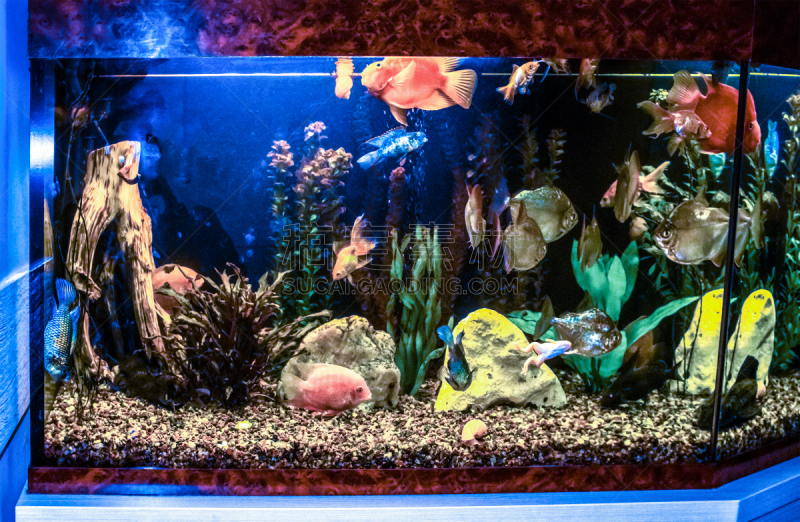 close up of aquarium tank full of fish