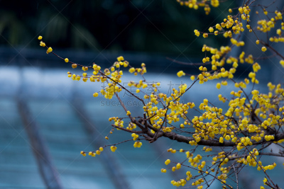 春天,梅花,黄金,传统节日,植物,背景,绘画插图,樱花,自然,黄色