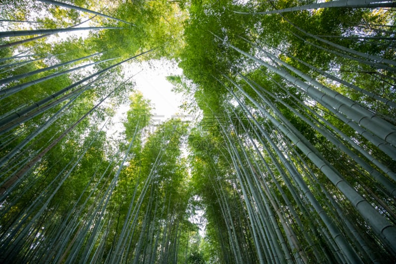 京都府,竹林,清新,仅日本人,公园,禅宗,著名景点,京都市,小路,日本人