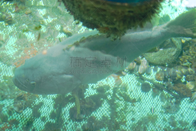 越南,海产,格子烤肉,热,淡水,清新,香料,烤的,食品,泰国