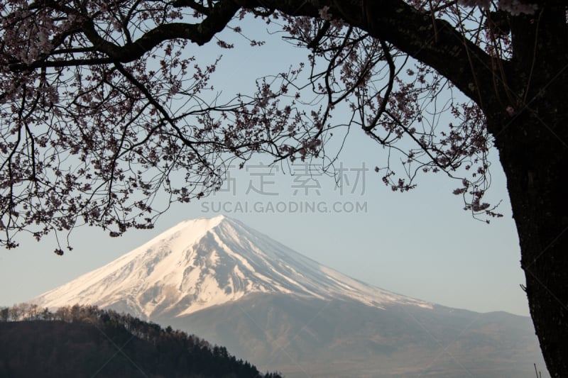 边框,富士山,日本,樱花,湖,著名景点,自然美,春天,户外,富士河口湖