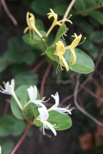 公园,森林,潭阳郡,忍冬,箭木,垂直画幅,无人,户外,自然美,植物