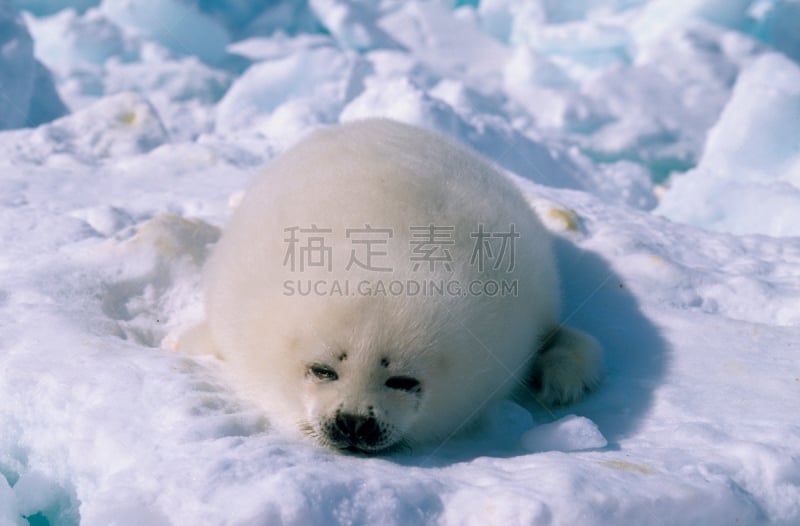 格陵兰海豹,可爱的,寒冷,野生动物,雪,加拿大,哺乳纲,魁北克,动物,冰