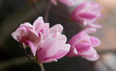 玉兰类,粉色,背景,古老的,运动模糊,清新,背景分离,浪漫,传统节日,著名景点