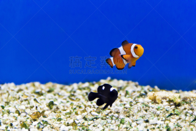 鱼类,水族馆,海洋,华丽的,热带气候,野生动物,橙色,一只动物,动物,两只动物