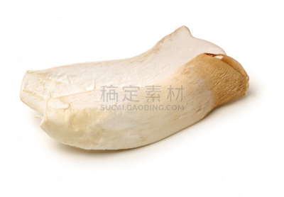 杏鲍菇,蚝蘑,牛肝菌,蔬菜,篮子,管乐器,清新,背景分离,厚的,食品