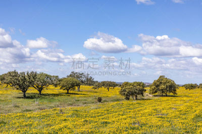 田地,阿尔加威,Cork Tree,葡萄牙,油橄榄树,地形,色彩鲜艳,海岸线,靠近,树