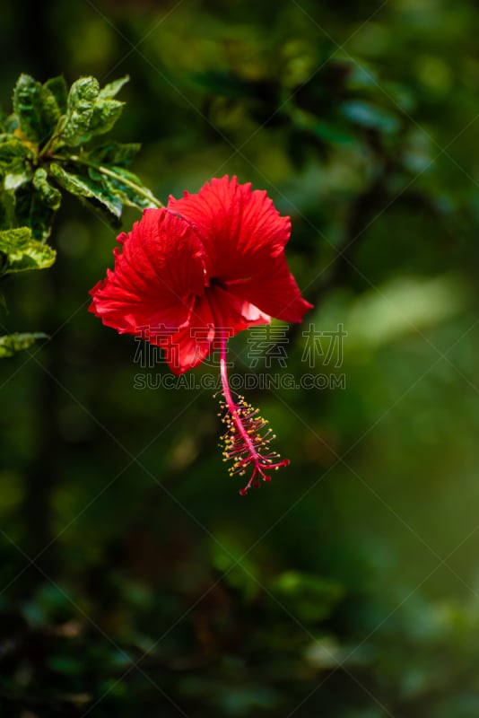 Hibiscus is Malaysia’s National Flower with its locally known name as “Bunga raya”.