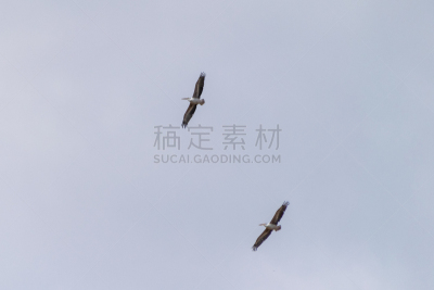 非洲秃鹳,乌干达,肖像,鹳,动物群,动物,鸟类,人的眼睛,殡仪员,户外