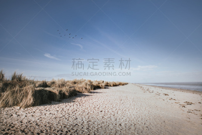 海滩,海洋,威廉港