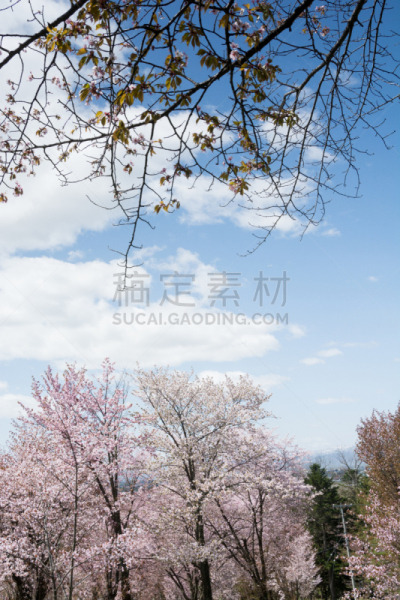 春天,樱桃树,天空,青绿色,草坪,东川镇,公园,植物,背景,户外