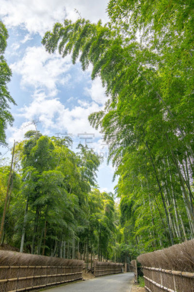 京都府,自然美,竹林,狭窄的,步行道路,著名景点,嵯峨野,户外,岚山,植物茎