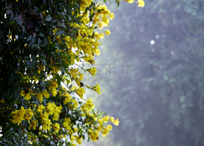 花朵,园林,黄色小号,黄紫葳,清新,景观设计,热带气候,泰国,枝繁叶茂,春天