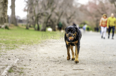 罗威纳犬,球,相机,动物嘴,靠近